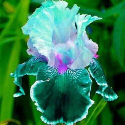 Iris zwiebeln/Gartenarbeit Zwiebeln Winterhart Mehrjährig/Eine Starke Pflanze Mit Gutem Wachstum Gemischt- Gemischte Jade Schnitzerei/Schön Sich An Sehr