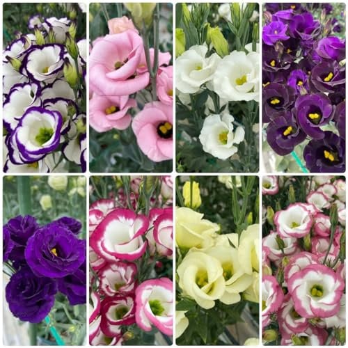 550 pz acquista semi di eustoma - lisianthus - semi di fiori adatti alle, giardino (eustoma grandiflorum) prato fiorito perenne resistente, piante da esterno balcone fiorito, regalo