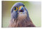 HUANA Tier-Poster, Vogel, Falco, Tinnunkulus, dekoratives Gemälde, Leinwand, Wandposter und Kunstdruck, moderne Familienschlafzimmer-Dekoration, Poster, 60 x 90 cm
