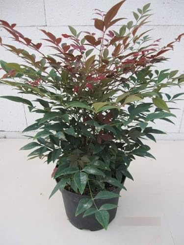 Nandina domestica Obsessed - Heiliger Bambus Himmelsbambus - 30-40cm