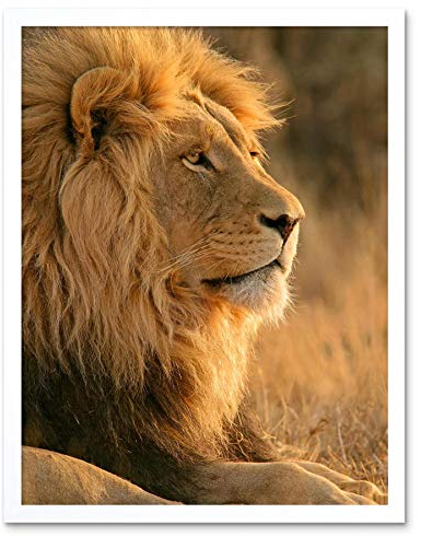 Wee Blue Coo Big African Lion Sitting Sun Art Print Framed Poster Wall Decor Kunstdruck Poster Wand-Dekor-12X16 Zoll
