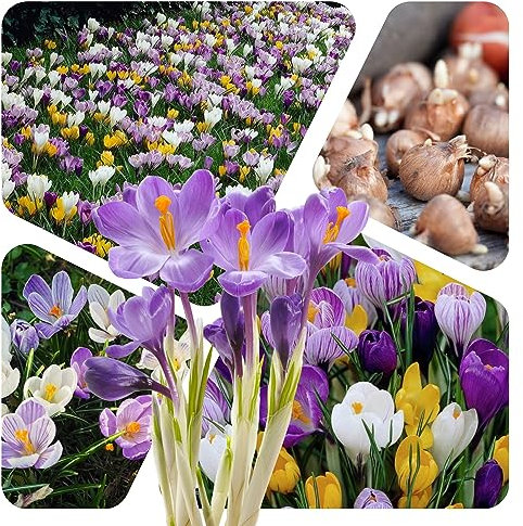Krokus Zwiebeln (50 Stück) Blumenzwiebeln - MIX grossblumig 6/7 - Prachtmischung - mehrjährig - winterhart - SAISONWARE - NUR KURZE ZEIT ERHÄLTLICH