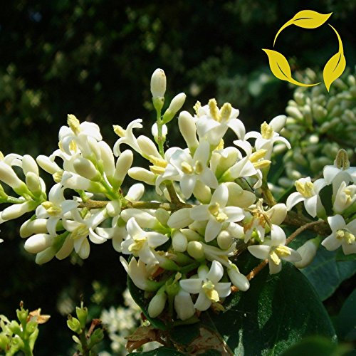 Aachondra Nuovi semi di fiore di ligustro bianco fresco da 25 pezzi