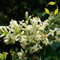 Aachondra Nuovi semi di fiore di ligustro bianco fresco da 25 pezzi