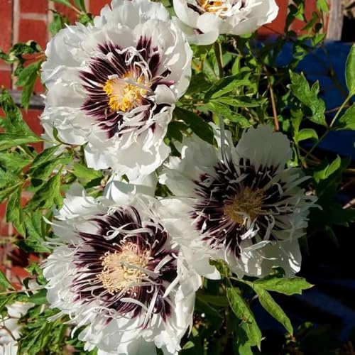 2zwiebeln pfingstrosen blumenzwiebel, frühlingsblumen pfingstrosenknollen balkonpflanzen, gartendeko für draußen geschenke dekoblumen