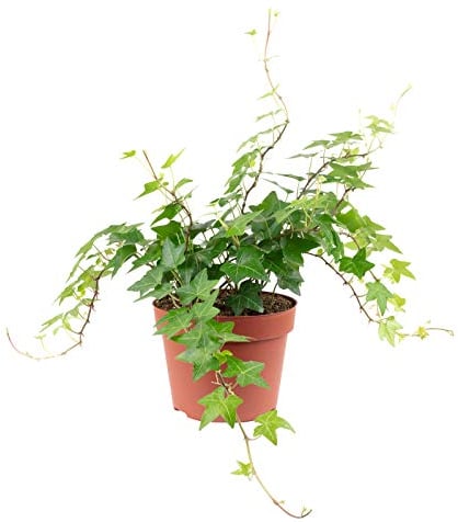 Flowerbox Edera comune verde – Pianta d'appartamento facile da pulire, Hedera Helix – Altezza ca. 20 cm, diametro vaso 13 cm