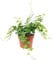 Flowerbox Edera comune verde – Pianta d'appartamento facile da pulire, Hedera Helix – Altezza ca. 20 cm, diametro vaso 13 cm