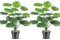 LOMOHOO Lot de 2 grandes plantes artificielles d'intérieur de 53 cm avec pots, plantes tropicales artificielles, plantes artificielles en plastique pour l'intérieur, le bureau, la maison, le jardin,