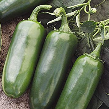 Las Semillas de germinación: 50 - Semillas: Tajín híbridos F1 Pimiento Picante Semillas Salsa y el decapado. !!!!!