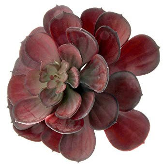 FloristryWarehouse Echeveria - Suculento artificial (tamaño grande, 15 cm), color rojo