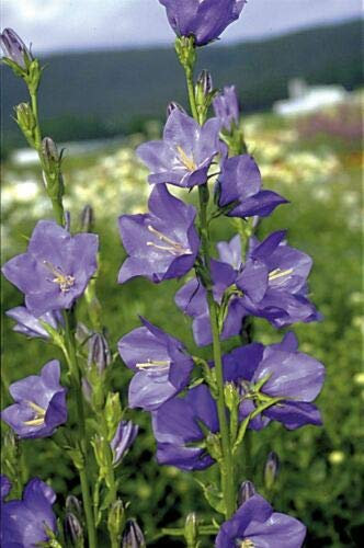 Approx 1000 Seeds of Flower Campanula Bell Blue