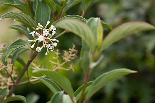 Viburnum hillieri 'Winton' 80 cm – Winterhart, Immergrün, Pflegeleicht – Schneeball – Heckenpflanze für Garten & Sichtschutz