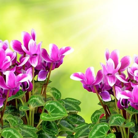 60 graines de fleurs de cyclamen rose