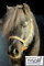 Tysons Breeches Glitzer wie Strass Halfter Nylonhalfter Orange Minishetty Shetty Jährling Pony VB WB EXF (Kaltblut) (WB Warmblut)