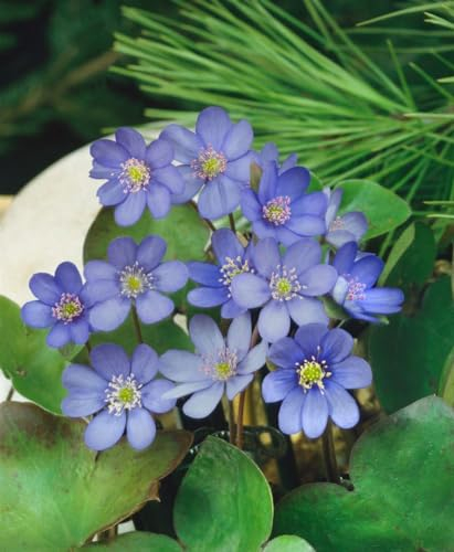 Hepatica nobilis ca. 9x9 cm Topf - Leberblümchen, blaue Blüten, Blütezeit März-April, ideal für schattige Standorte, bienenfreundlich, pflegeleicht