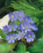 Hepatica nobilis ca. 9x9 cm Topf - Leberblümchen, blaue Blüten, Blütezeit März-April, ideal für schattige Standorte, bienenfreundlich, pflegeleicht