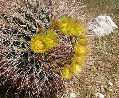 5 Semi di Ferocactus Cylindraceus Winterharter Kaktus