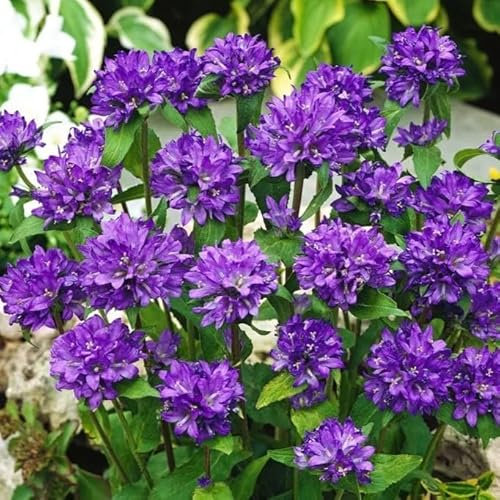 Clustered Bellflower Purple - 1500 Seeds + freebie + Plant tag (Campanula Glomerata Dahurica)