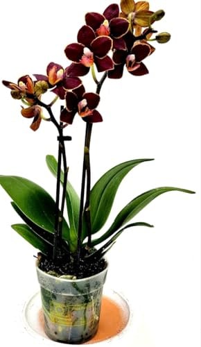POWERS TO FLOWERS - ORCHIDEA PHALAENOPSIS NERA, 2 STELI, VASO 7CM DIAMETRO, Pianta Vera