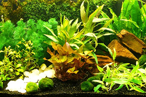 Zoomeister - Aquarium-Pflanzen-Set Sorgenfrei 200L - Einfach+Schön