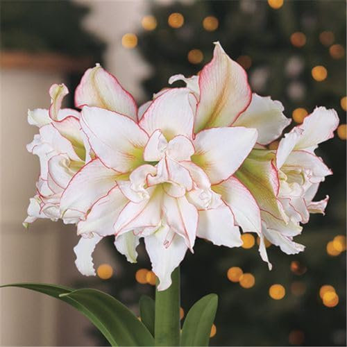 Amaryllis-Zwiebel, Amaryllis pflanze winterharte Staude, Zimmerpflanze, wächst gut in Töpfen-2zwiebeln-C
