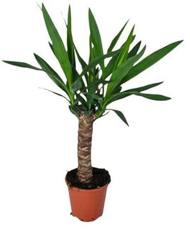 Palmlilie - Yucca - Zimmerpflanze - Ø14cm - 60cm