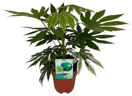 Weiß-Bunte Zimmeraralie - Fatsia Japonica Variegata - Zimmerpflanze - Ø19cm - 60cm
