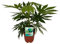 Weiß-Bunte Zimmeraralie - Fatsia Japonica Variegata - Zimmerpflanze - Ø19cm - 60cm