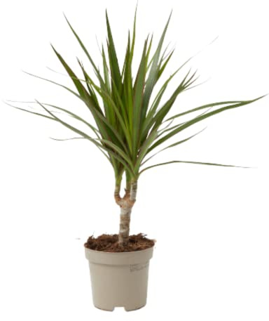 Verdecora Dracena Marginata Maceta Ø11cm - Planta Natural de Interior | Gran adaptación a interiores, Fácil de cuidar