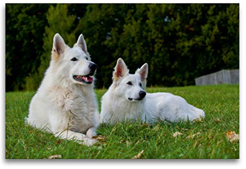 Premium Textil-Leinwand 120 x 80 cm Quer-Format Weißer Schweizer Schäferhund, Leinwanddruck von SiSta-Tierfoto