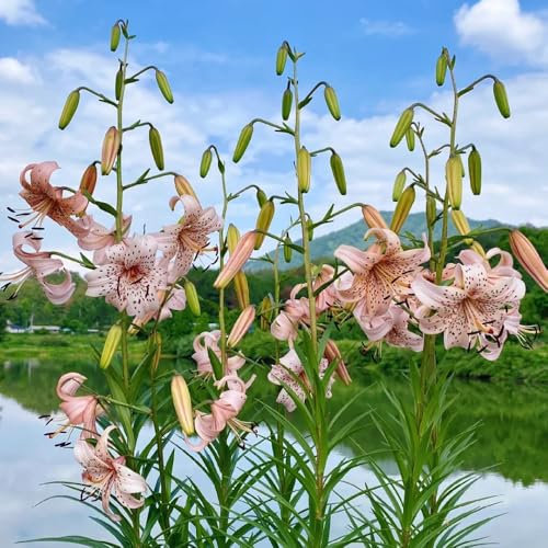 bulbi di gigli - gigli degli alberi - piantare fiori, fiori da giardino bulbi dei fiori del lilium, bulbi di fiori, mini giardino Bulbi da fiore, fiori a precoce, fiori di 4pcs