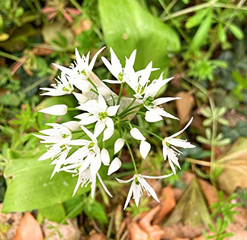 1 Bulb of Allium ursinum (Wild Garlic) Includes Postage