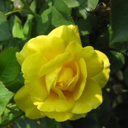 50 Stück/Beutel Begoniensamen, mehrjährige seltene Begoniaceae, gelbe Hofblumensamen für den Hausgarten, Samen zum Pflanzen jetzt Samen
