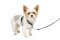 PetSafe 3-in-1-Hundegeschirr für kleine Hunde – Spaziergänge, Zug oder Reisen – hilft Haustieren beim Ziehen auf Spaziergängen – Sicherheitsgurtschlaufe dient auch als Schnellzugriffsgriff,