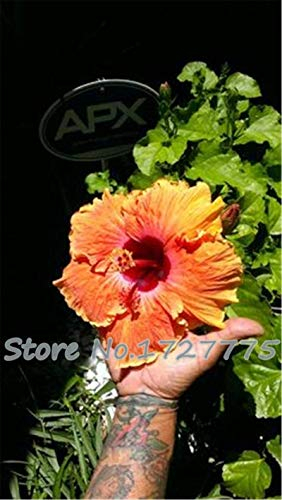 VISTARIC Aromatische Pflanzen Blau Weihrauch Senf Blumensamen für Hausgarten-Topfpflanzen Samen 20 Partikel/bag