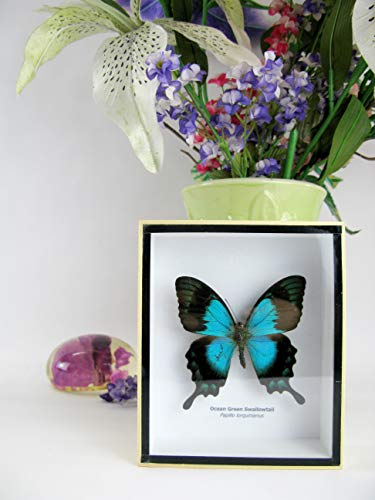 asiahouse24 Ozean Green Swallowtail - echter riesiger und exotischer Schmetterling im 3D Schaukasten, Bilderrahmen aus Holz - gerahmt - Taxidermy