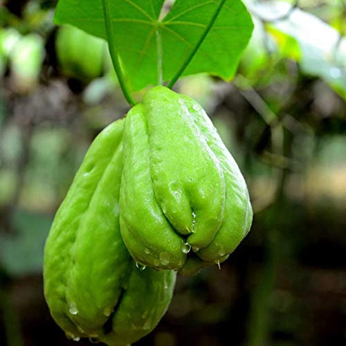 Chayote-Samen, 100 Stück Pflanzensamen, kletternd, feucht, subtropisch, frisch, sortiert, natürliche Chayote-Samen, Gartenzubehör zum Pflanzen, zieht Bienen an – Samen