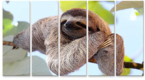 islandburner Bild auf Leinwand Glückliche Sloth Wandbild Poster Kunstdruck Bilder