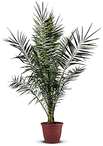 Tropictrees Phönix canariensis | Höhe 160cm | Dattelpalme winterhart & kältebeständig | Phönixpalme | Outdoor Grünpflanze | Kanarische Dattelpalme | Outdoor Palme