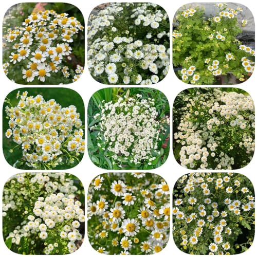400 pezzi semi di camomilla perenne resistente - pianta piante in vaso erbe semi di camomilla, Matricaria recutita, semi di prato fiorito perenne resistente aiuola rialzata balcone semi