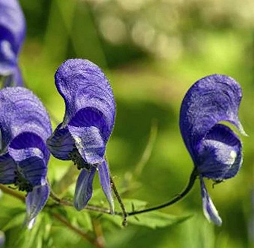 Eisenhut Kleiner Ritter - Aconitum napellus