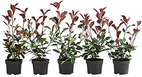 Dehner Purpur-Glanzmispel Red Robin, für 1 Meter Hecke, 20-35 cm, 5 x 2 l Topf, Heckenpflanze