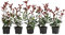 Dehner Purpur-Glanzmispel Red Robin, für 1 Meter Hecke, 20-35 cm, 5 x 2 l Topf, Heckenpflanze
