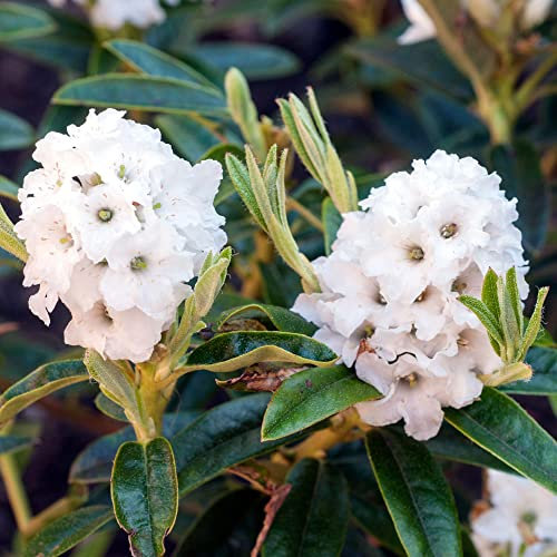 Rhododendron Arctic Tern Outdoor Plants | Evergreen Garden Ready Dwarf Shrubs | Potted White Spring Flowering Rhododendrons in 1L Pots