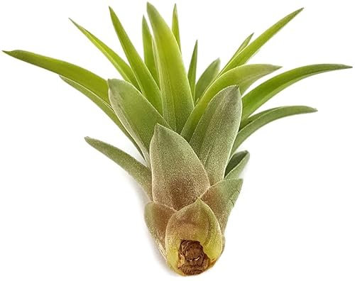Fangblatt - Tillandsia capitata - ca. 5-6 cm lang - exotische Luftpflanze - pflegeleichte Zierpflanze