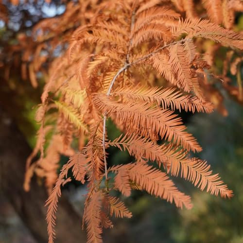 500 Pc Semi Di Bonsai Di Sequoia Primordiale - Semi Di Alberi Alberi Da Giardino Resistenti Semi Di Sequoia Primordiale, Piante Da Balcone, Alberi Bonsai Albero Dei Bonsai, Piante