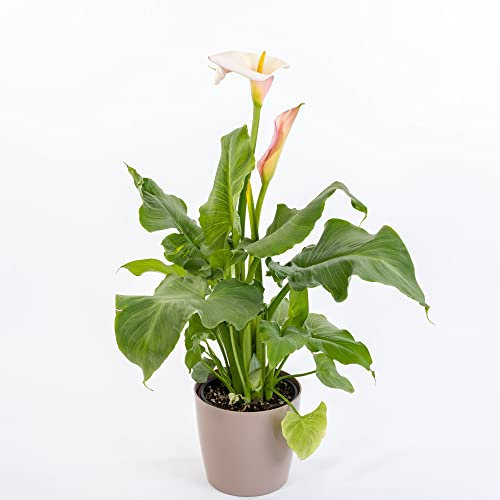 Pianta vera di Zantedeschia aethiopica Flamingo - Diametro Vaso Ø 19 cm