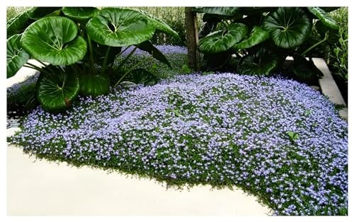 Stauden Gänge 1 x Isotoma fluviatilis (Winterhart/Staude/Bodendecker/Mehrjährig/Stauden) Blauer Bubikopf/Gaudich - Dauerblüher - Sanfte Teppiche aus lebendigem Blau - Rasenersatz