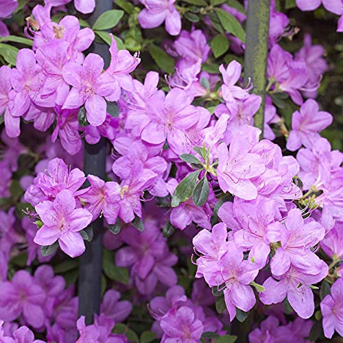 Lilac Syringa Dwarf Standard Potted Tree Meyeri Palibin Garden Plant with 1m Stem Purple Blooms 1 x Tree in a 2-Litre Nursery Pot by Suttons