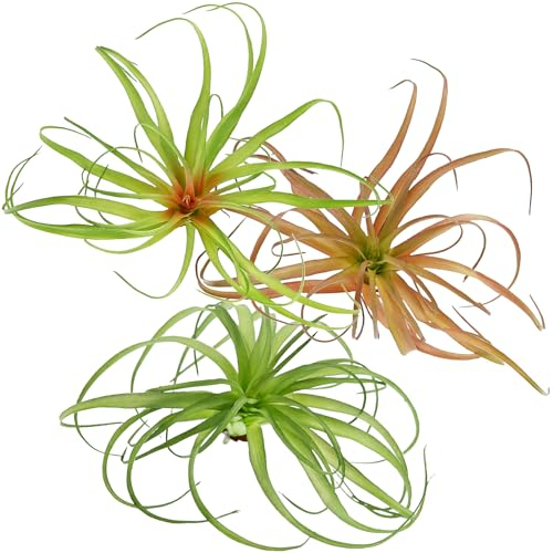 Künstliche Tillandsien-Luftpflanzen, die echt aussehen, 35,6 cm, künstliche Bromelien für Garten, Heimdekoration, 3 Stück, für drinnen und draußen, realistische Stiele für die Präsentation (groß)